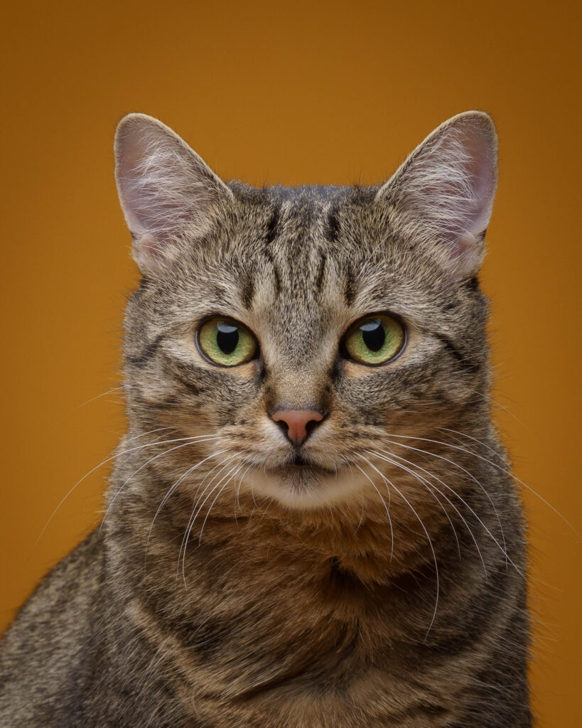 Katzenfotografie