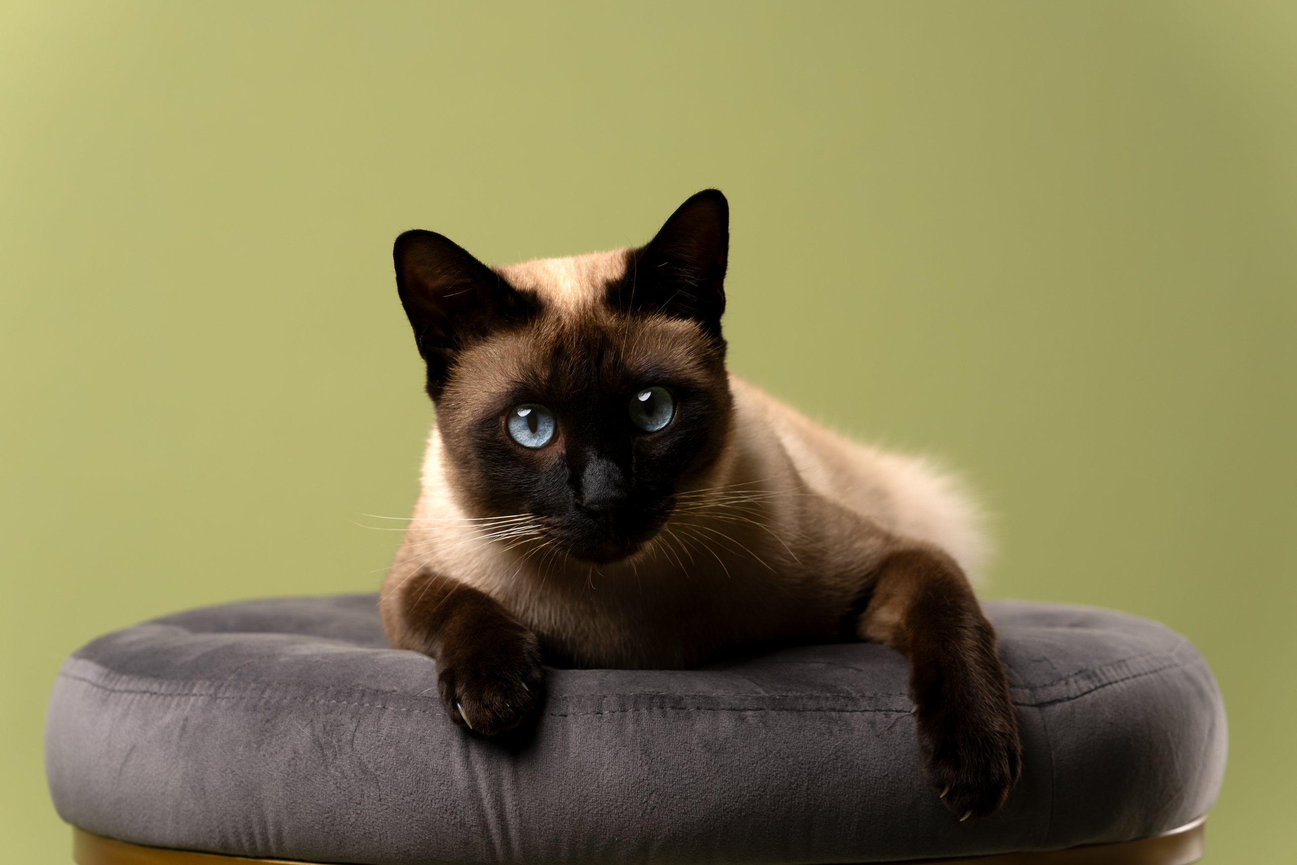 Katzenfotografie